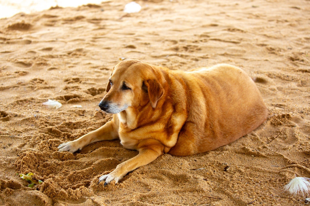How to Help an Overweight Dog or Cat Lose Weight Safely