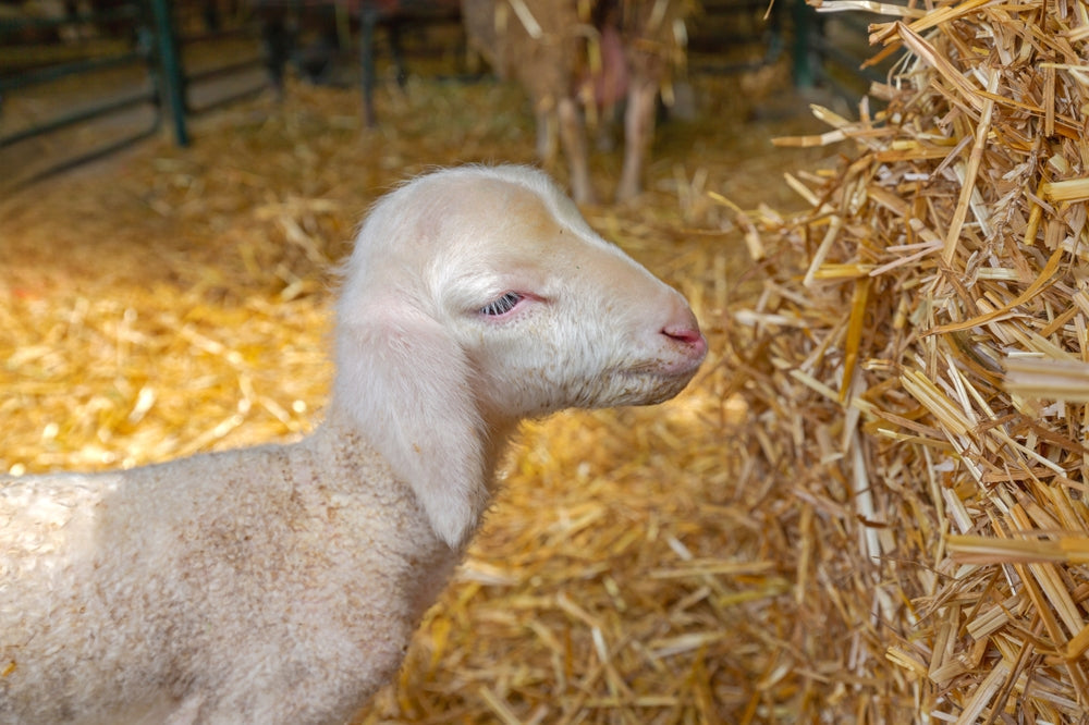 Internal Parasites in Sheep and Goats: Signs, FAMACHA and Dewormer Resistance