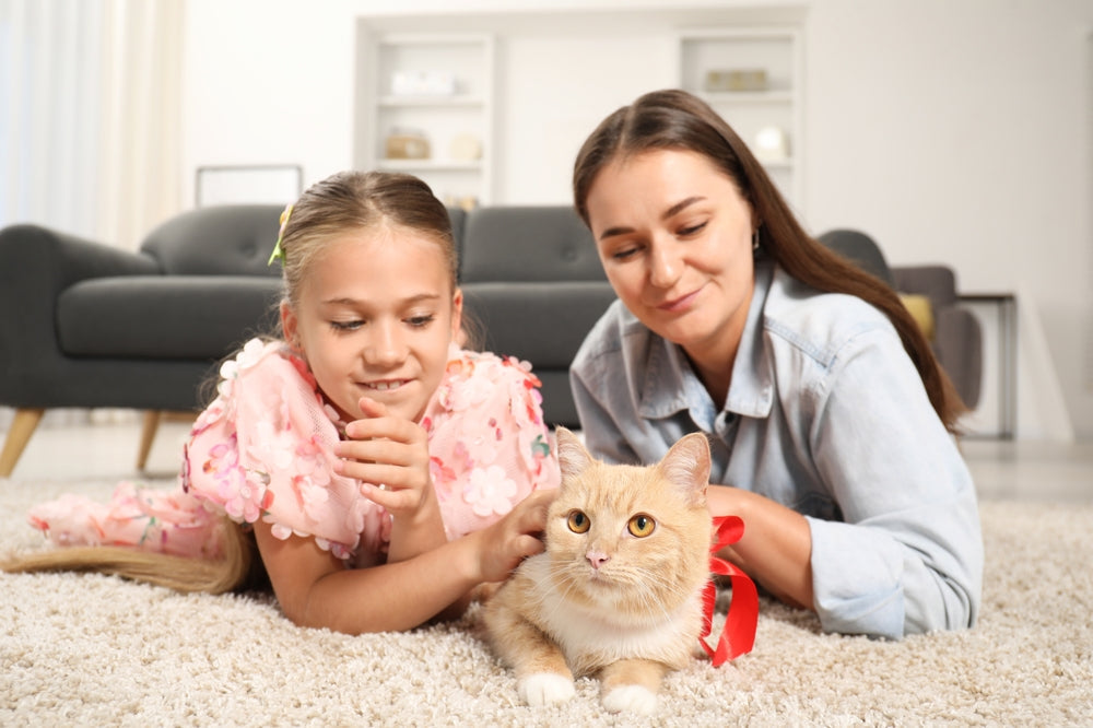 How to Introduce a New Cat to Your Home Peacefully