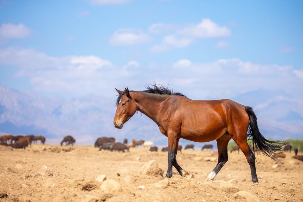 Does My Pregnant Mare Need Progesterone?