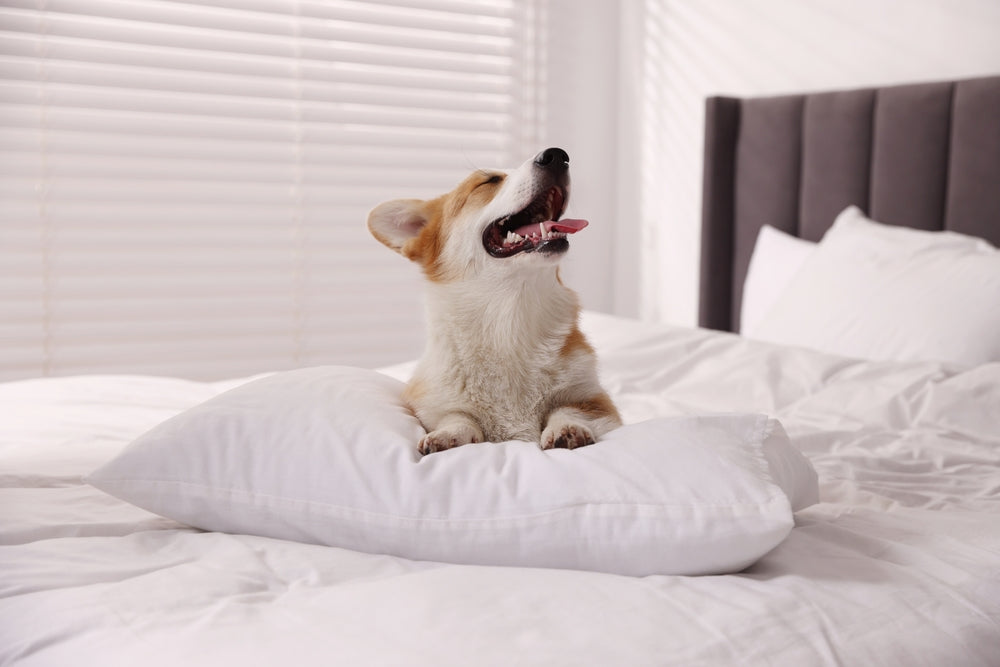 What Are Postbiotics for Dogs?