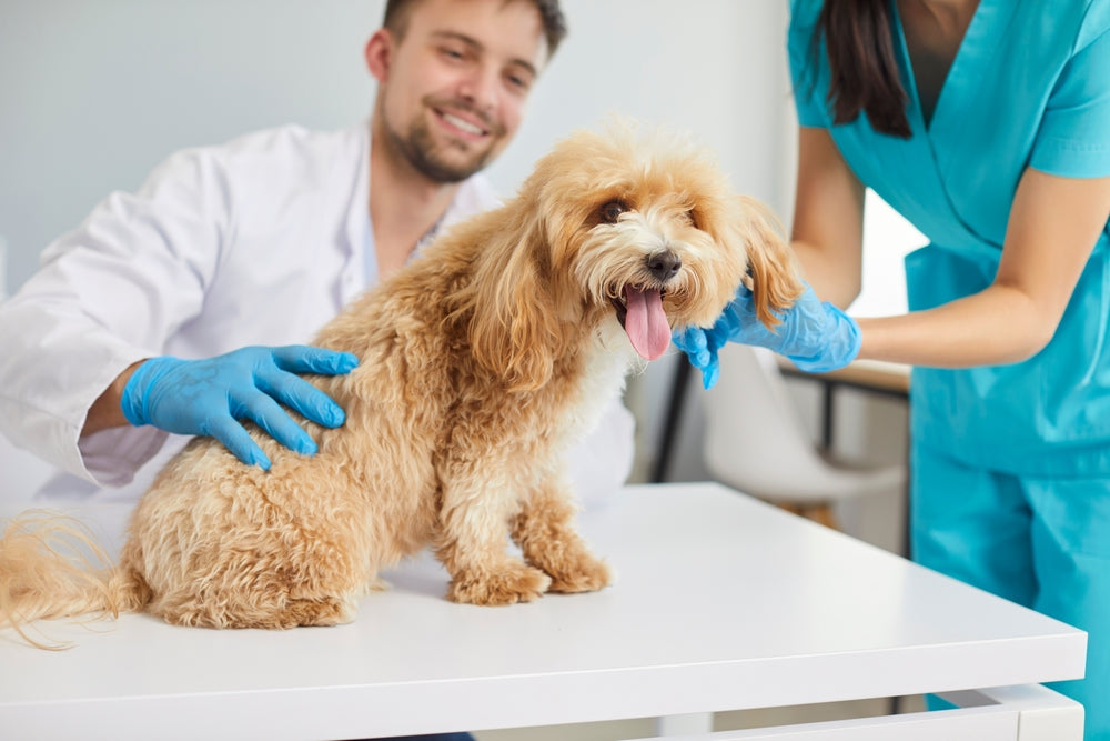 Cyproheptadine for Dogs and Cats