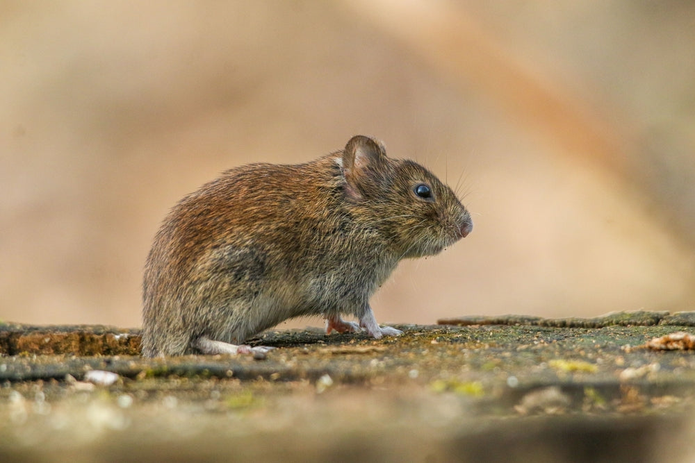 Salmonella and Feeder Rodents: Vet Tips for Reptile & Amphibian Safety in 2025 🦎🧼