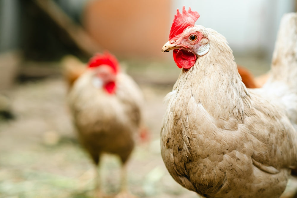 Backyard Chickens: Health Risks