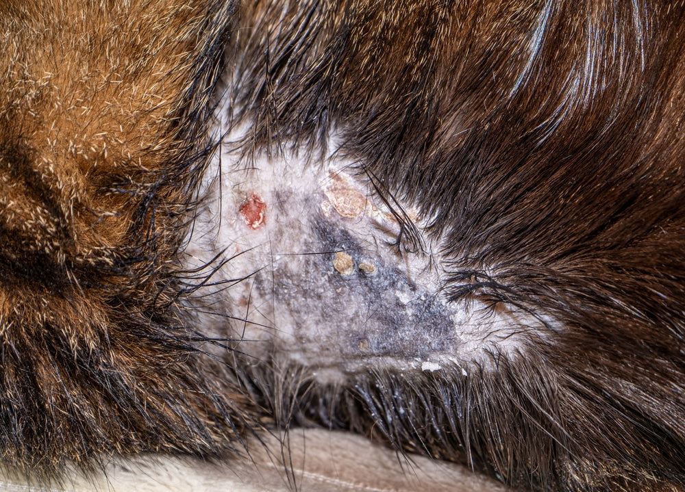 Griseofulvin for Ringworm in Dogs and Cats