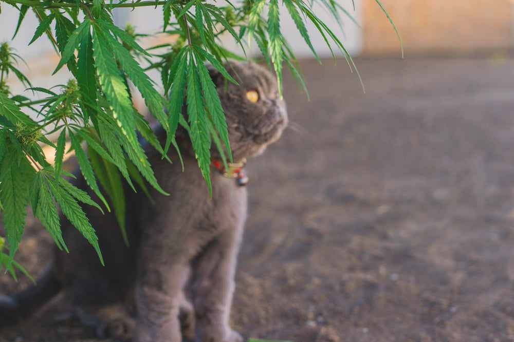 Marijuana vs CBD in Dogs and Cats: What’s the Difference?