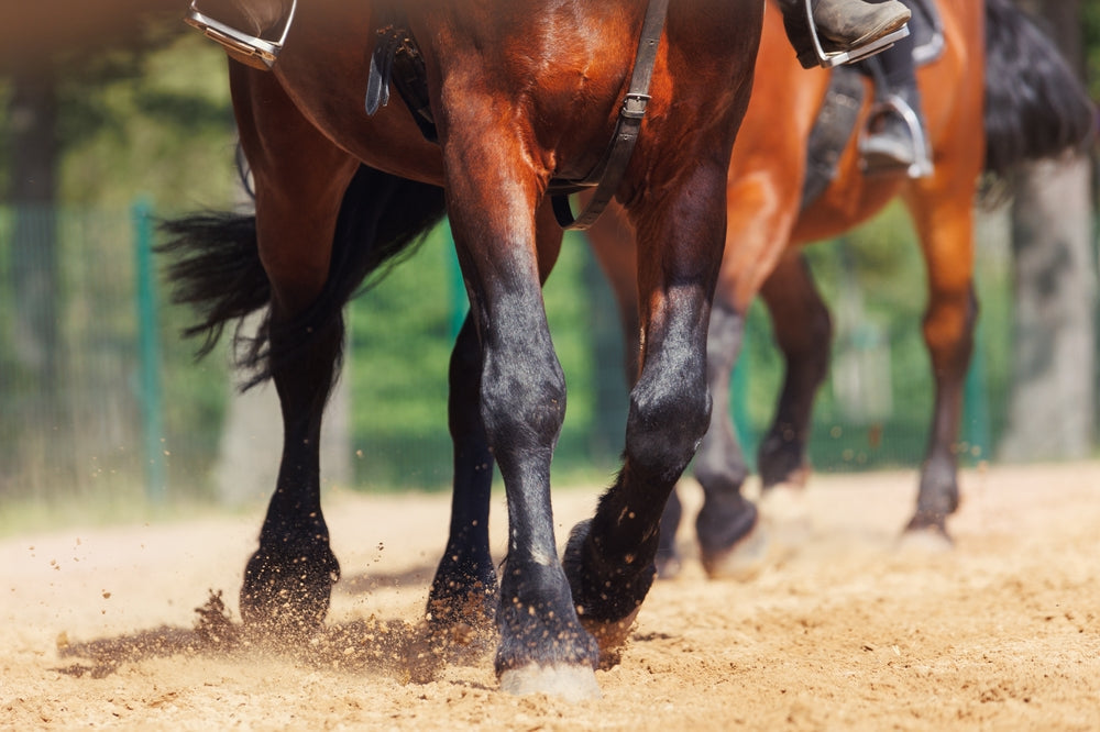 Nails in a Horse’s Foot