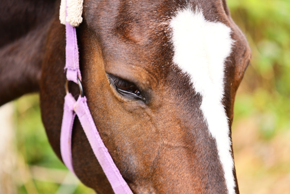 Potomac Horse Fever