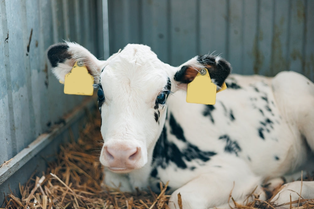 How to Ensure High-Quality Colostrum in Calves