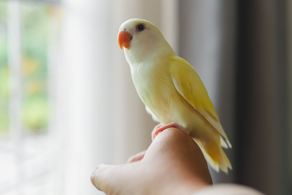 Psittacosis in Pet Birds