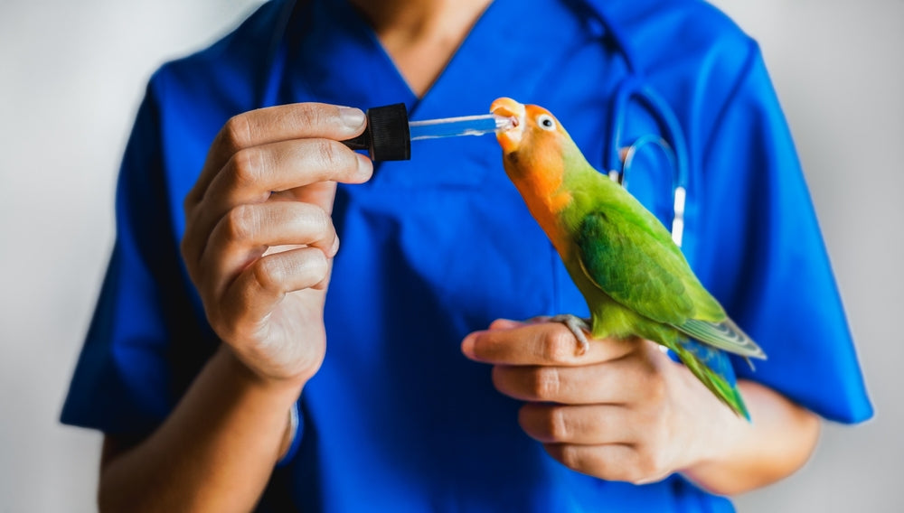 Vet Health 2025: Aspergillosis in Birds—Signs, Testing, and Treatment for Fungal Lung Disease 🦜🫁