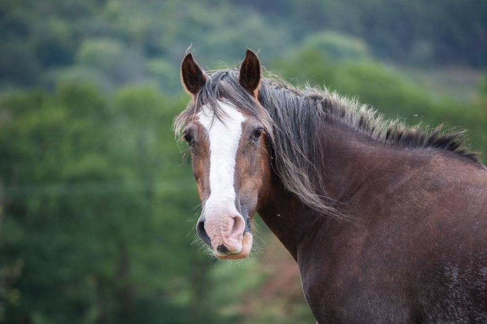 Do Horses Need a Low-Carb Diet?