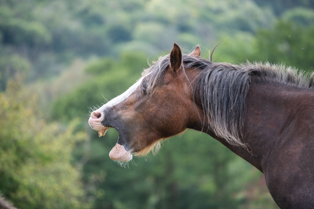 Horse Sedatives Like Xylazine: Why Secure Storage Matters