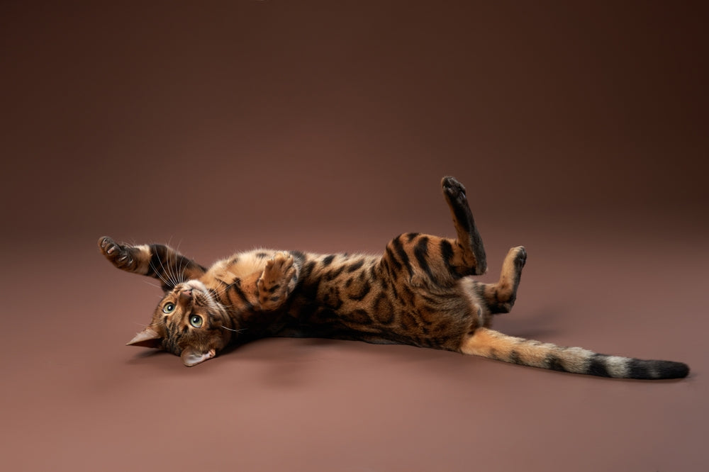 How to Keep Your Cat Off Counters and Tables