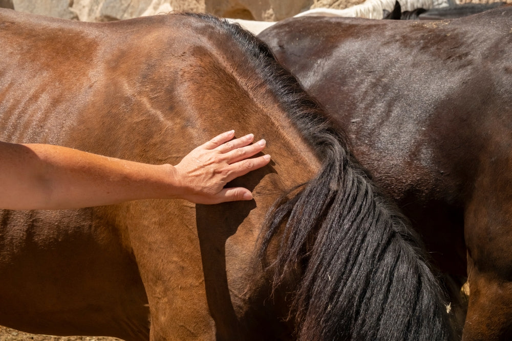 Vet Guide: Safely Handling a Recumbent Horse 🐴🛑 | 2025 Emergency Tips for Down Horses & Rescue Safety
