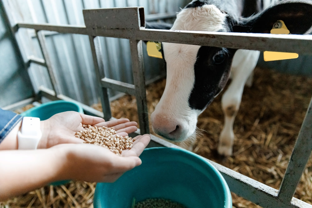 What Small Cattle Producers Should Know