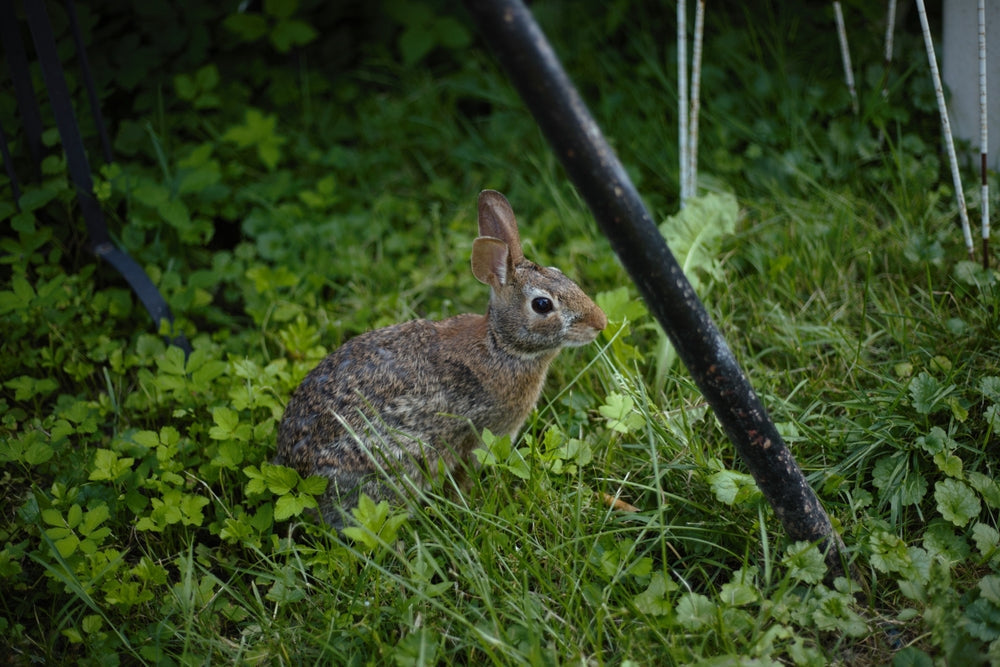 Rabbit Urine and E. cuniculi: What Every Bunny Owner Should Know