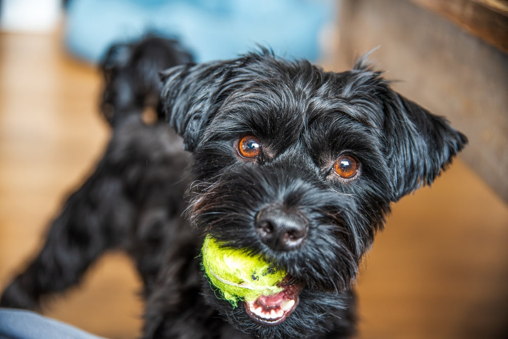 Why Tennis Balls Are Bad for Dog Teeth