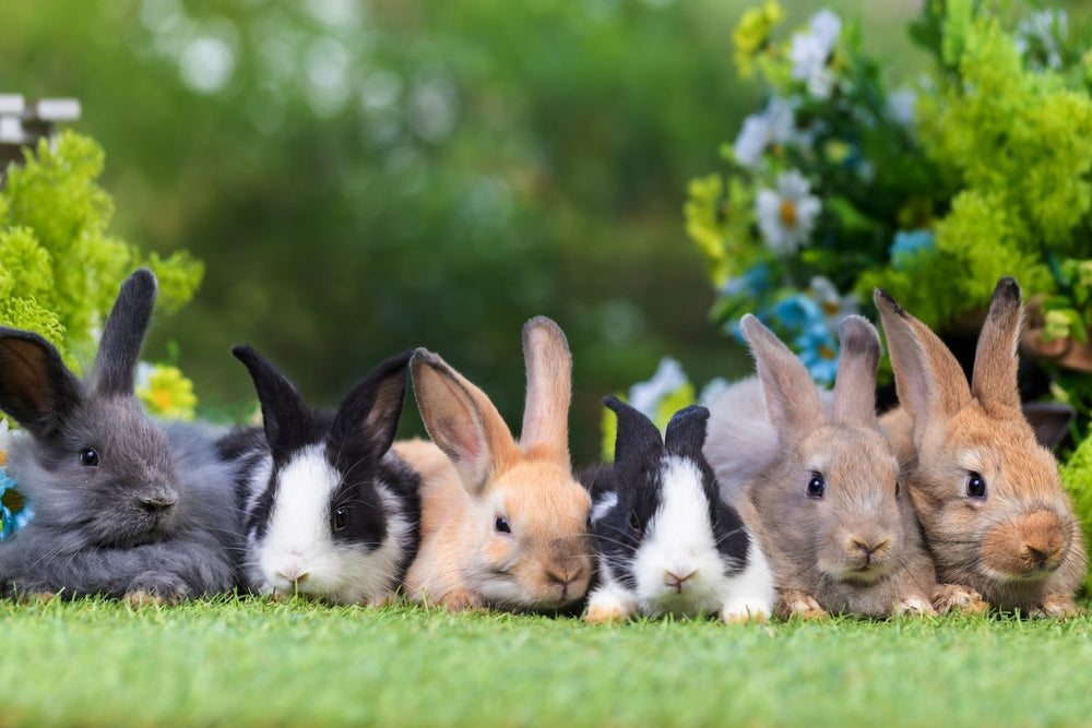 Did You Want a Bunny for Easter? Vet Guide & 2025 Tips by Dr Duncan Houston 🐰🌸