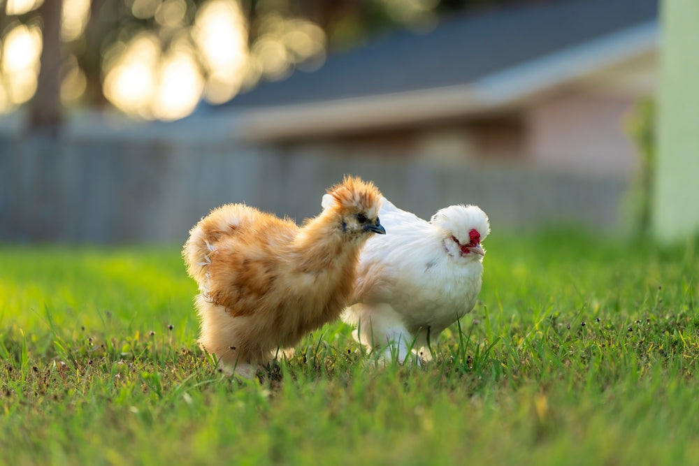 Vet Guide 2025: Common Bacterial Diseases in Backyard Chickens—Prevention, Testing & Treatment 🐔🧪