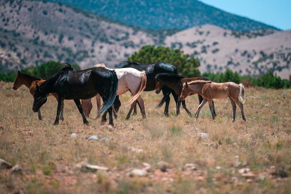 The Unwanted Horse Crisis