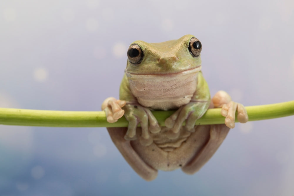 Corneal Lipidosis in Amphibians: A Vet’s 2025 Guide to Eye & Fat Storage Disorders 🐸👁️ | Dr Duncan Houston BVSc