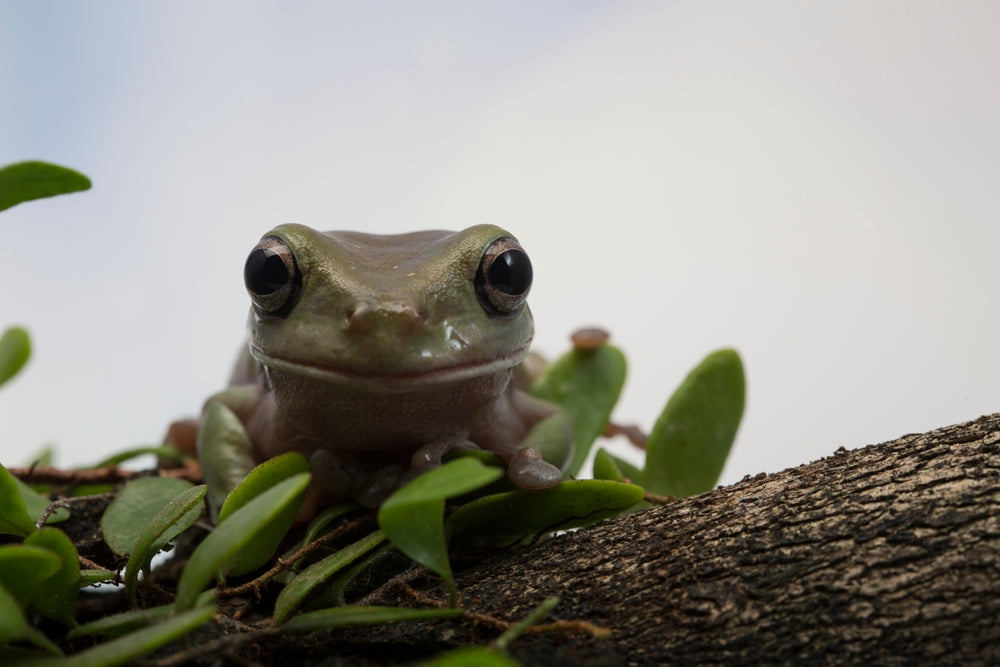 Saprolegniasis in Amphibians: Vet Diagnosis, Treatment & Prevention in 2025