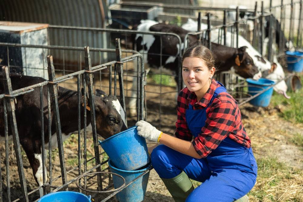 Calving Difficulties in Cattle