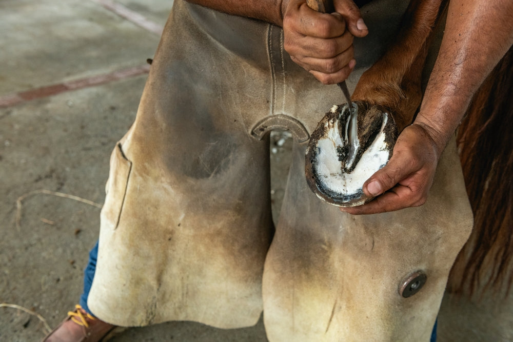 How Trimming Hind Hooves Affects Your Horse’s Posture