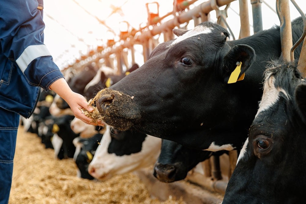 Can Cattle Eyeworms Infect Humans? Thelazia Symptoms, Treatment and Prevention