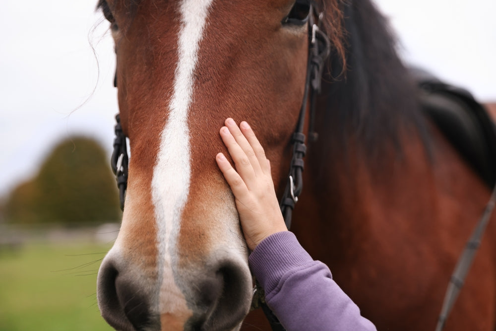 Equine Viral Arteritis in Horses: Symptoms, Transmission and Breeding Risks