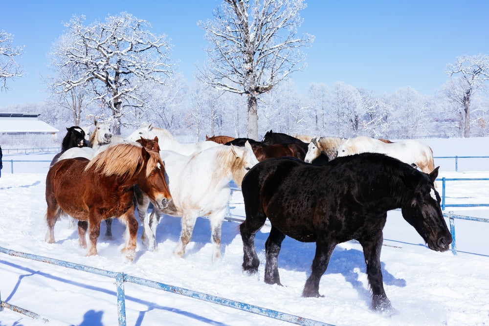 How to Decrease Winter Colic in Horses