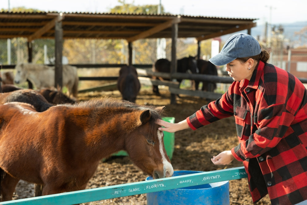 What Should You Feed a Foal?
