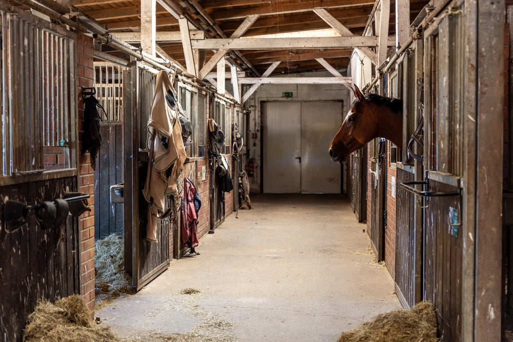 Barn Air Quality and Its Impact on Performance Horses