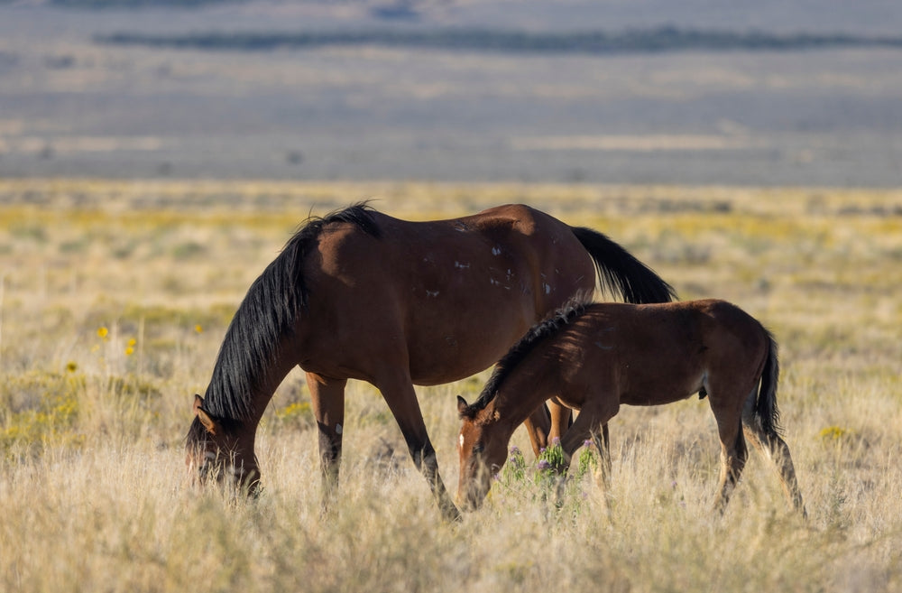 Estrus Suppression in Mares: What Works and What To Avoid
