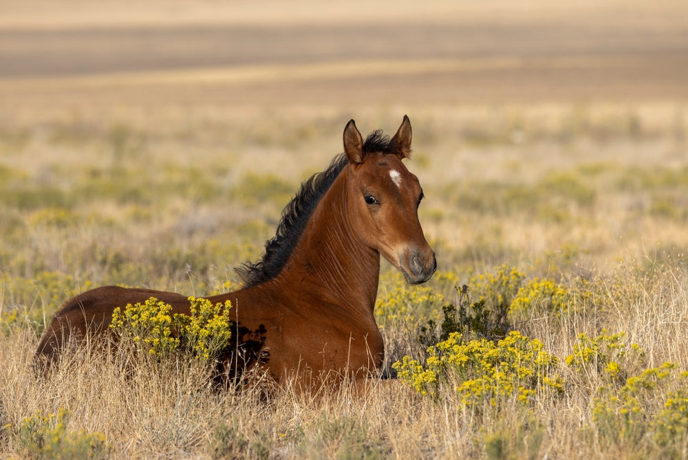 Physitis in Foals: Signs, Causes and What To Do