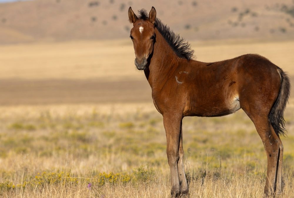 Physitis in Foals: Causes, Signs and What To Do
