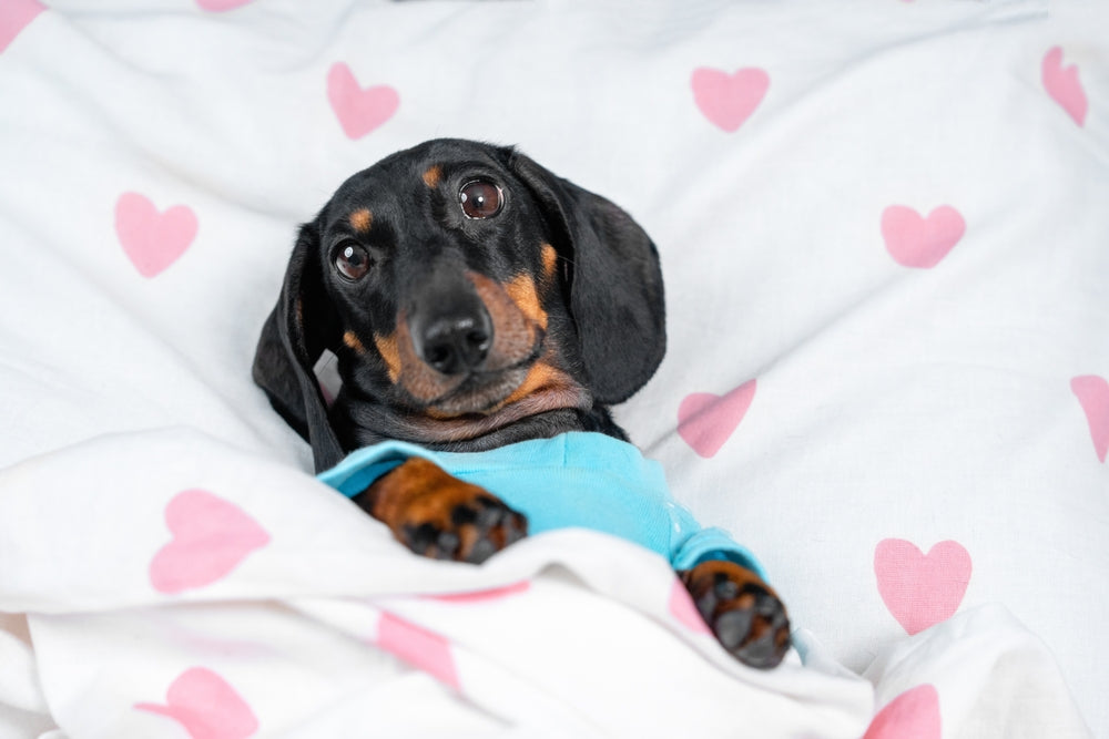 Atenolol (Tenormin®) for Pets