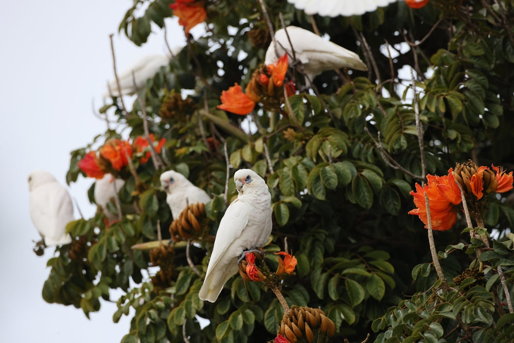 Backyard Bird Enrichment