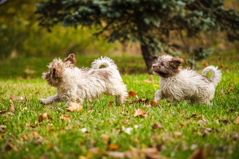 Glucosamine and Chondroitin for Dogs and Cats