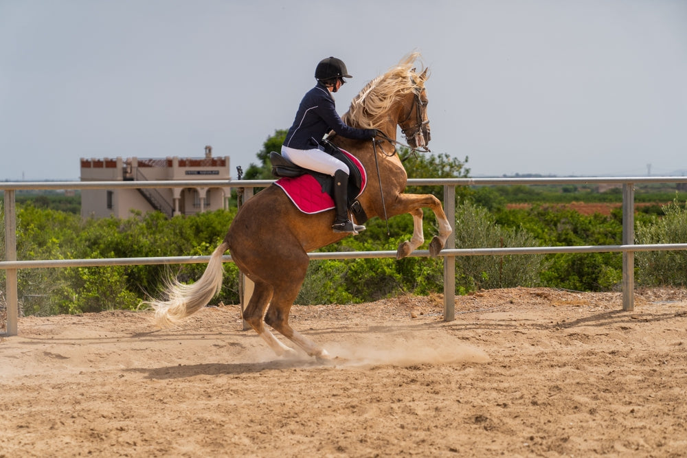 How Long Does a Jumping Horse Need to Recover After Competition?