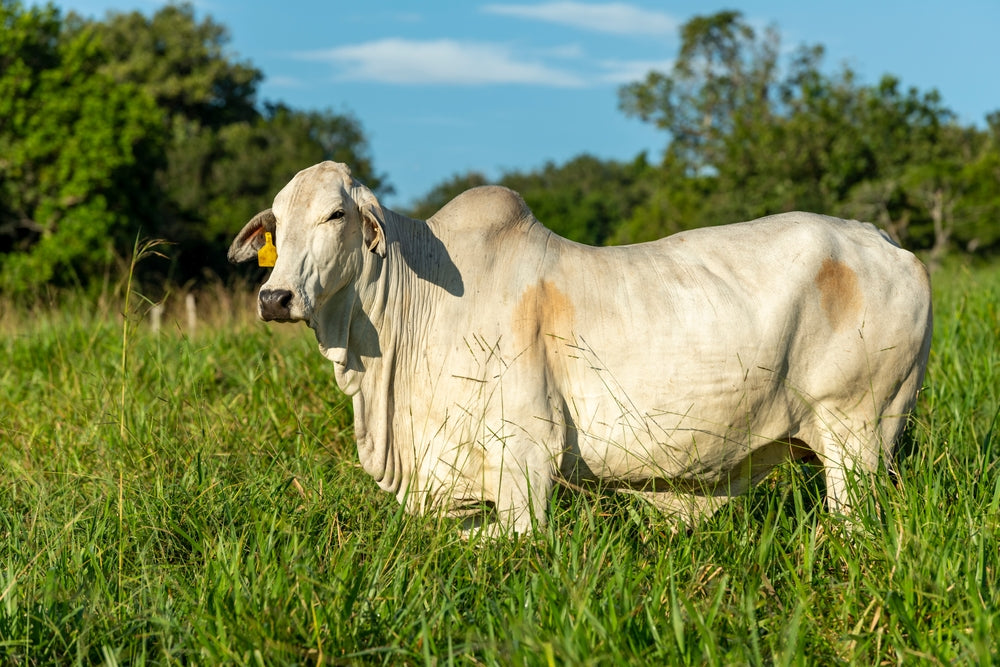 Brahman-Type Cattle May Require Less Protein – Vet Guide 2025