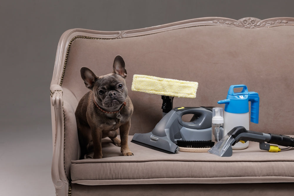 Toxic Disinfectants and Pets
