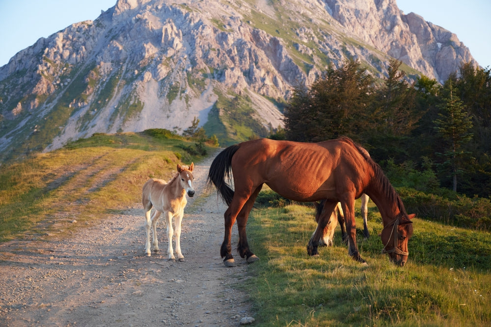 Broodmare Management: How to Improve Fertility and Prevent Uterine Infection
