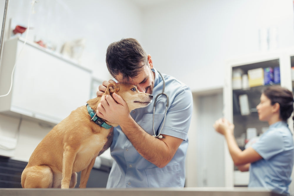 How Veterinary Technicians Shape Clinic Success