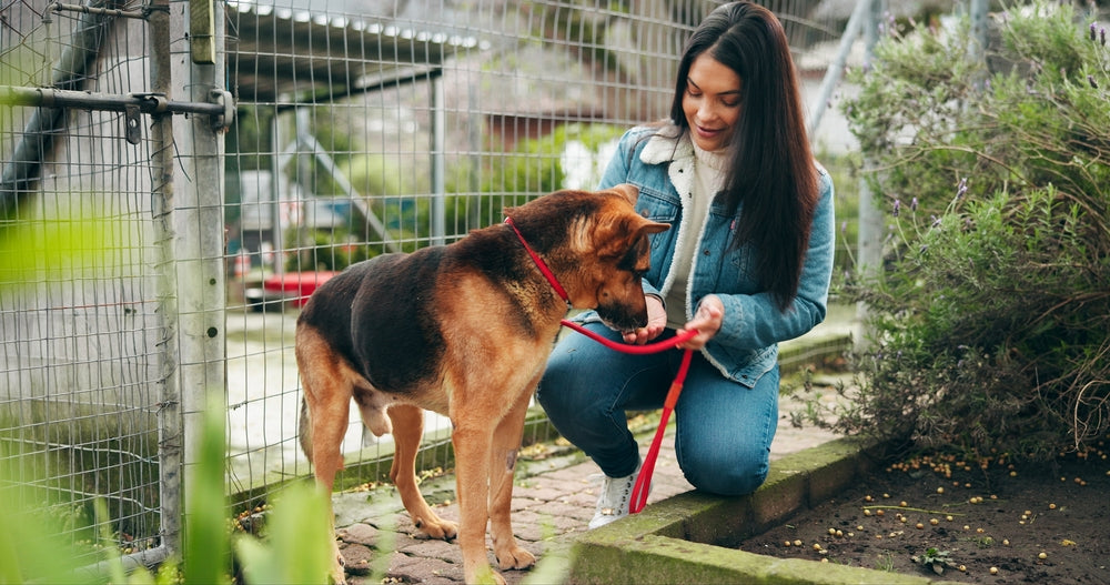 Vet-Approved Guide: Helping Your New Rescue Dog Settle In 🐶🏡