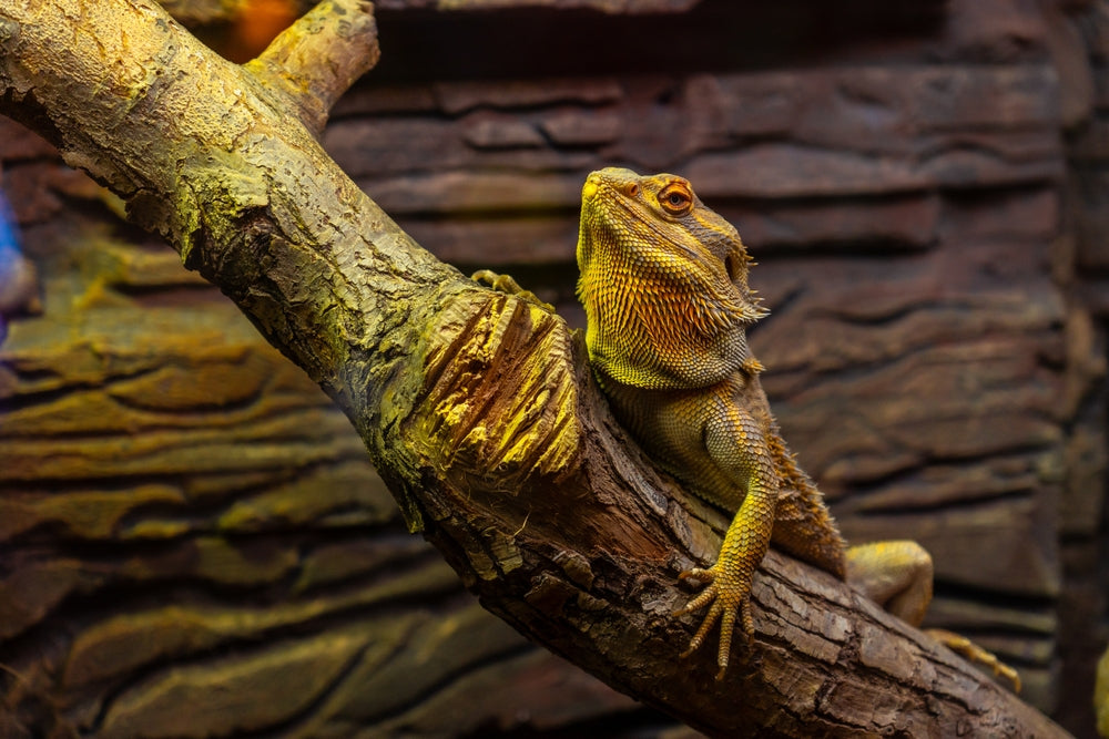Yellow Fungus Disease in Bearded Dragons: A Vet’s 2025 Guide to YFD, Treatment & Prevention 🦎🧫 | Dr Duncan Houston BVSc