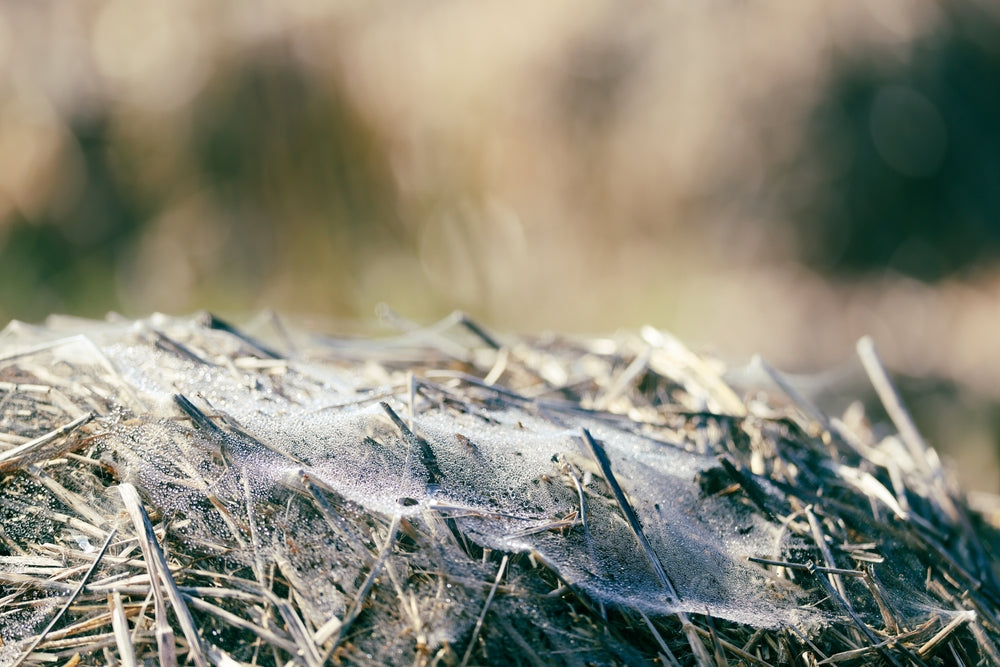 Can Horses Eat Moldy Hay?