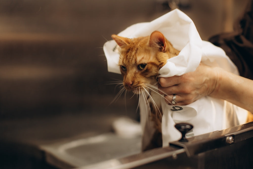 Vet-Approved Cat Wellness From Nose to Tail