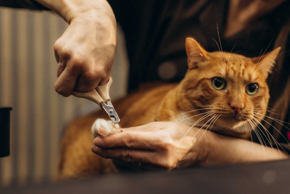 How to Help Your Cat Tolerate Nail Trims
